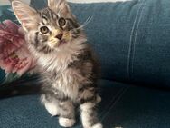 Maine Coon Kitten - Bad Wurzach Zentrum