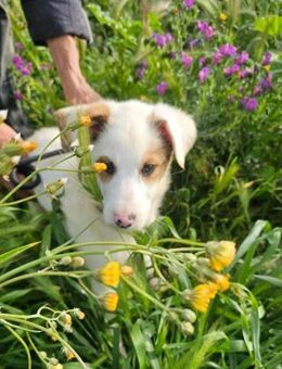 SESEI & WOODY - allein unterwegs....... - Kempen