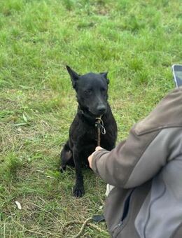 Dennis sucht ein Für-Immer-Zuhause - Nordwalde