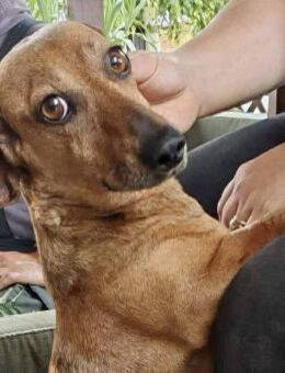Dackel Hündin, 6 Jahre - Kappeln (Schleswig-Holstein)
