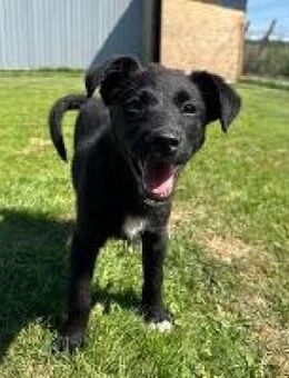 Leah hübscher verspielter Welpe - Hüllhorst