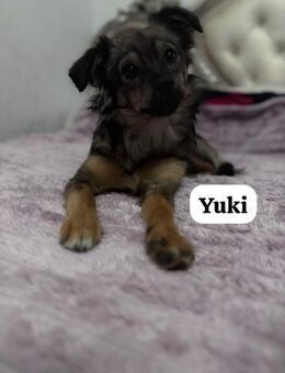 Yukis beste Freundin: eine Katze - Berlin