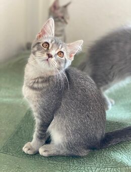 Maine coon - Chemnitz