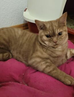 Britisch Kurzhaar Jungkatze und -kater mit Stammbaum - Nümbrecht