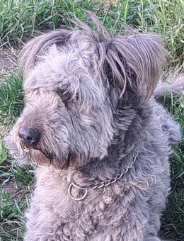 Bailey sucht sein Glück - Weilheim (Oberbayern)