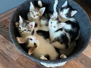 Katzenbabys suchen liebevolles Zuhause - Pommelsbrunn