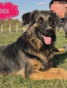 Tarja eine sanfte große Hündin - Flörsheim-Dalsheim