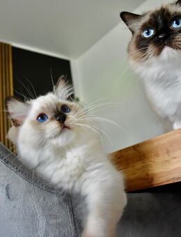 Ragdoll Katerchen kastriert - Hambühren