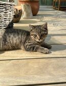 Britisch Kurzhaar, BKH Kitten in 4515