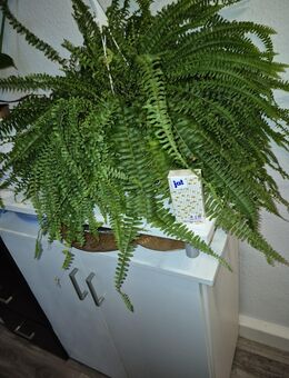 Großer Farn - Berlin Reinickendorf