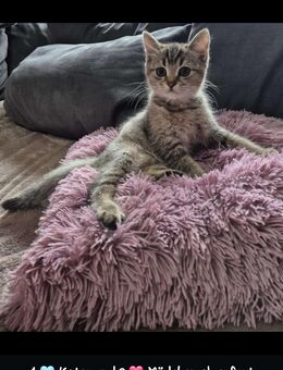 BKH Kitten - Ebersbach-Neugersdorf Ebersbach
