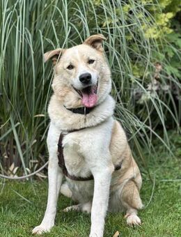 Aron ein sanfter Freund fürs Leben - Berlin