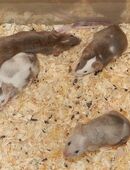 Farbmäuse Weibchen in 37586