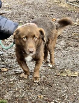 Sozialer VITO = anhänglicher ☀️schein ♥️ - München