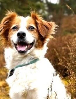 SIMBA - hübscher Rohdiamant...... - Kempen