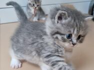 BKH BLH Kitten - Bockhorn (Niedersachsen)