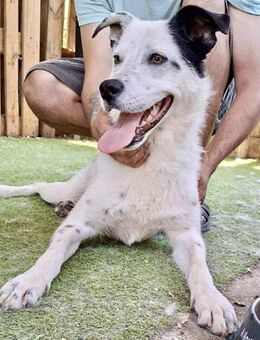 Tonio - verspielte Frohnatur - Koblenz