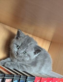 Bkh-Kitten zu verkaufen. - Berlin