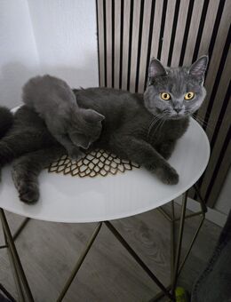 BKH Kitten - Gelsenkirchen Hassel