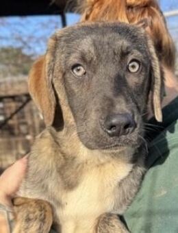 VIKTOR ~ gescheckt mit weißer Brust - Duisburg