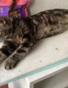 Kiki freundlich Katzenlady sucht Zuhause - Unterföhring