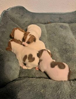 Welpe 🐶 - Heilbronn