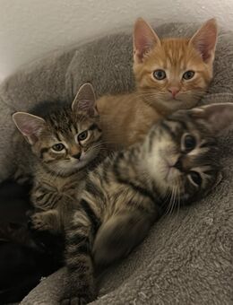 Maine Coon - Babykatzen - Herne