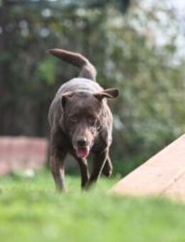 Toni - Schoko Labrador - Grainau