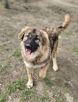 Hera - Freundliche Hündin sucht Zuhause - Berlin