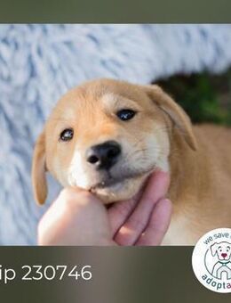 Chip 230746: Hundekind sucht ein Zuhause - Kirchzell