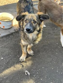 Fily sucht eine Pflegestelle - Celle