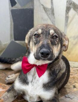 MOGLI sucht liebevolles Daheim - Sulzfeld (Baden-Württemberg)