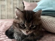 Katzenbabys absofort abzugeben - Duisburg