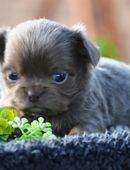 Traumhafte, typvolle Chihuahuawelpen in 48153