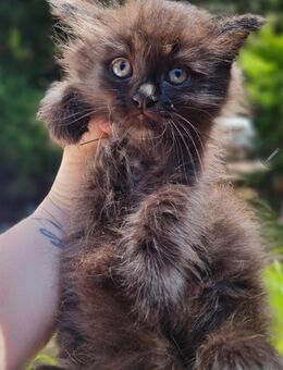 Reinrassige Maine Coon Kitten suchen Zuhause - Meinerzhagen