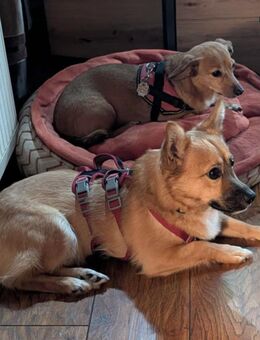 Zauberhafter kleiner Steven wünscht sich ein tolles Zuhause bei lieben Menschen mit allem Zipp und Zapp...... - Hünfelden