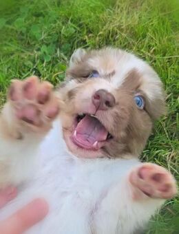 Australian Shepherd Welpe / Rpde in Red Merle - Schwanewede