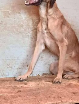 LASSE sucht Menschen mit Erfahrung - Weiterstadt