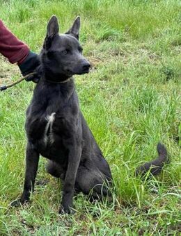 Nero wartet auf seine Chance - Nordwalde