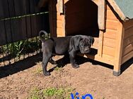Presa Canario x Cane Corso - Möllenbeck (Landkreis Mecklenburgische Seenplatte)