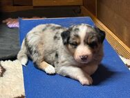 Mini Australian Shepherd Welpen MASCA - Trennewurth