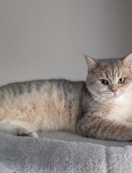 BKH - Kater sucht ein Zuhause - Hamm