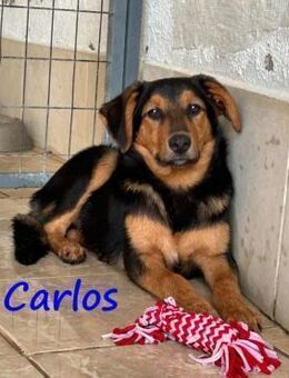 Carlos wunderschöner Welpe 01/25 GRC - Ruppertsecken