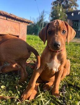 Rhodesian Ridgeback Welpen - Dillingen (Donau)