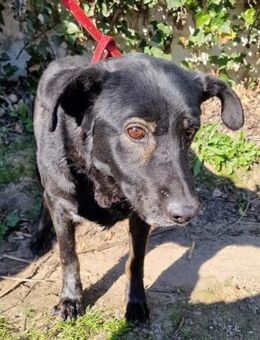 Nera ist einsam und traurig - Tübingen