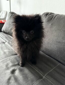 Pomeranian Berry sucht liebevolles Zuhause - Wiesbaden Frauenstein