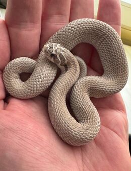 Hackennasennattern abzugeben - Dortmund