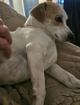 Verschmuste Mona sucht ihre Menschen - Großefehn