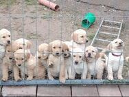 Golden Retriever Labrador Welpen Wurf Ankündigung - Lauterhofen