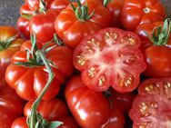 Togorific, alte Sorte aus dem Iran, Tomatensamen, Tomate - Oldenburg